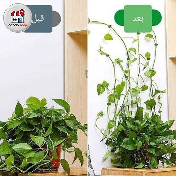 گیره نگهدارنده گل پتوس (10عددی)