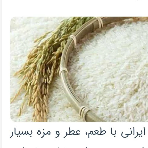 برنج طارم هاشمی نعمتی درجه یک مقدار (5کیلوگرم )